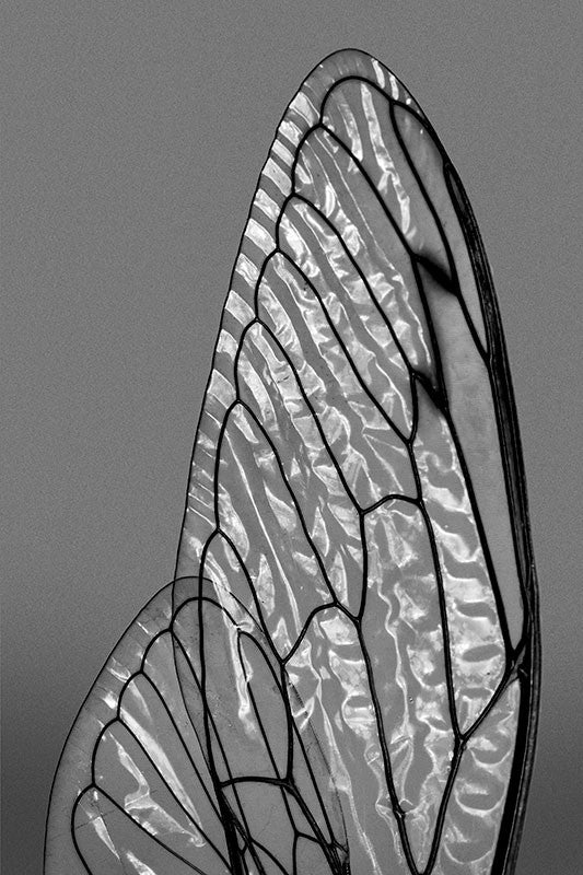 Considering shimmers of light on cicada wings
