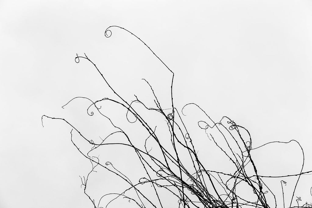 Scribbles on the sky: Minimalist landscape photograph of curly vines reaching toward the white winter sky