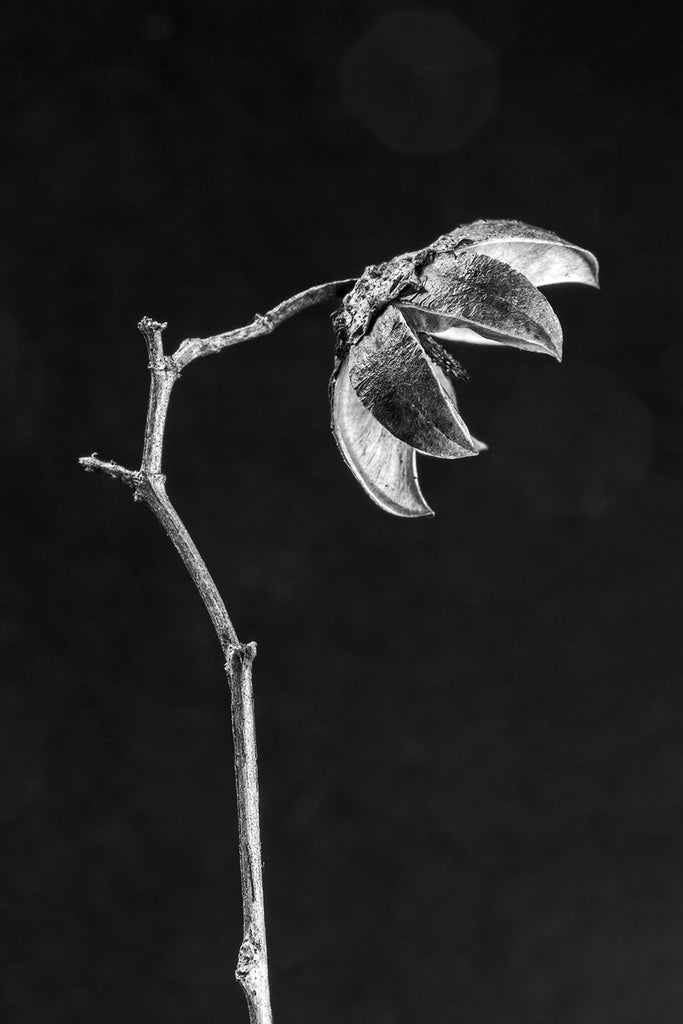 New black and white macro photographs of a tiny tree pod with a six-pointed star inside