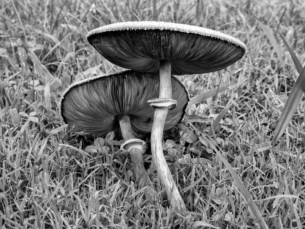 New in the Landscapes Portfolio: Black and White Photographs of a Fairy Ring