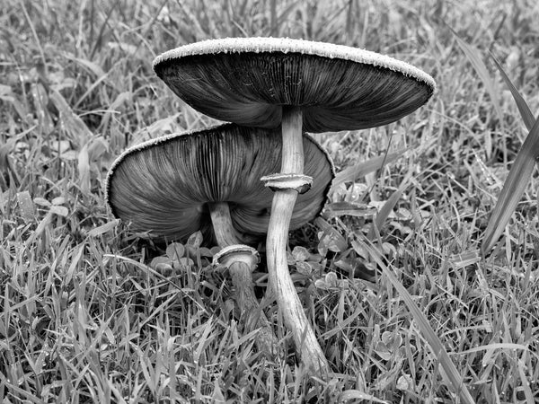 New in the Landscapes Portfolio: Black and White Photographs of a Fairy Ring