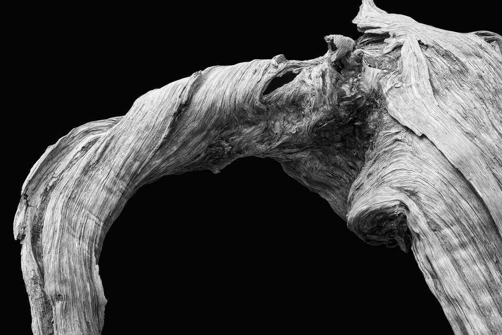 Minimalist new photograph celebrates the detailed texture of a twisted old tree