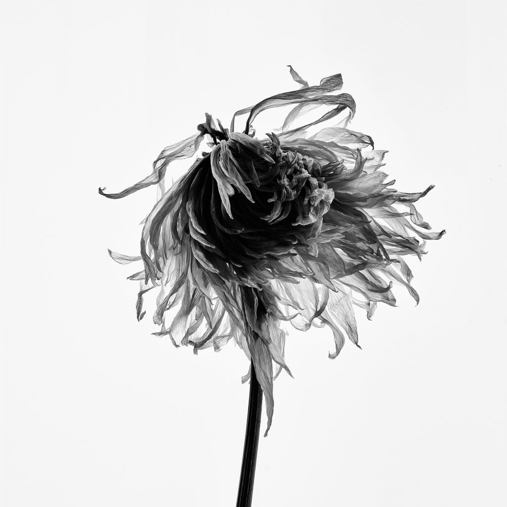 Keith Dotson announces new 'Dead Flowers' photographs