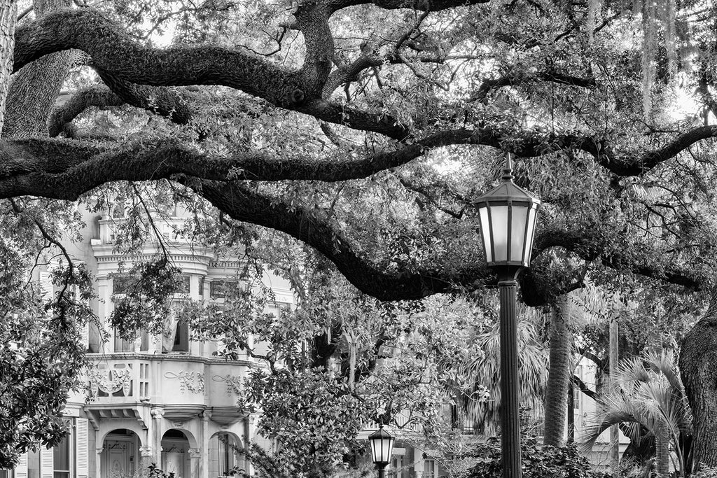 New black and white photographs of Savannah architecture and landscapes