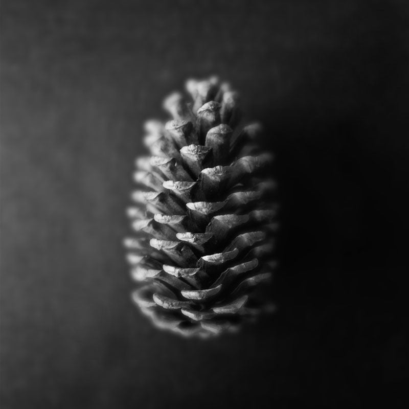 Black and white photograph of a pine cone on a black background