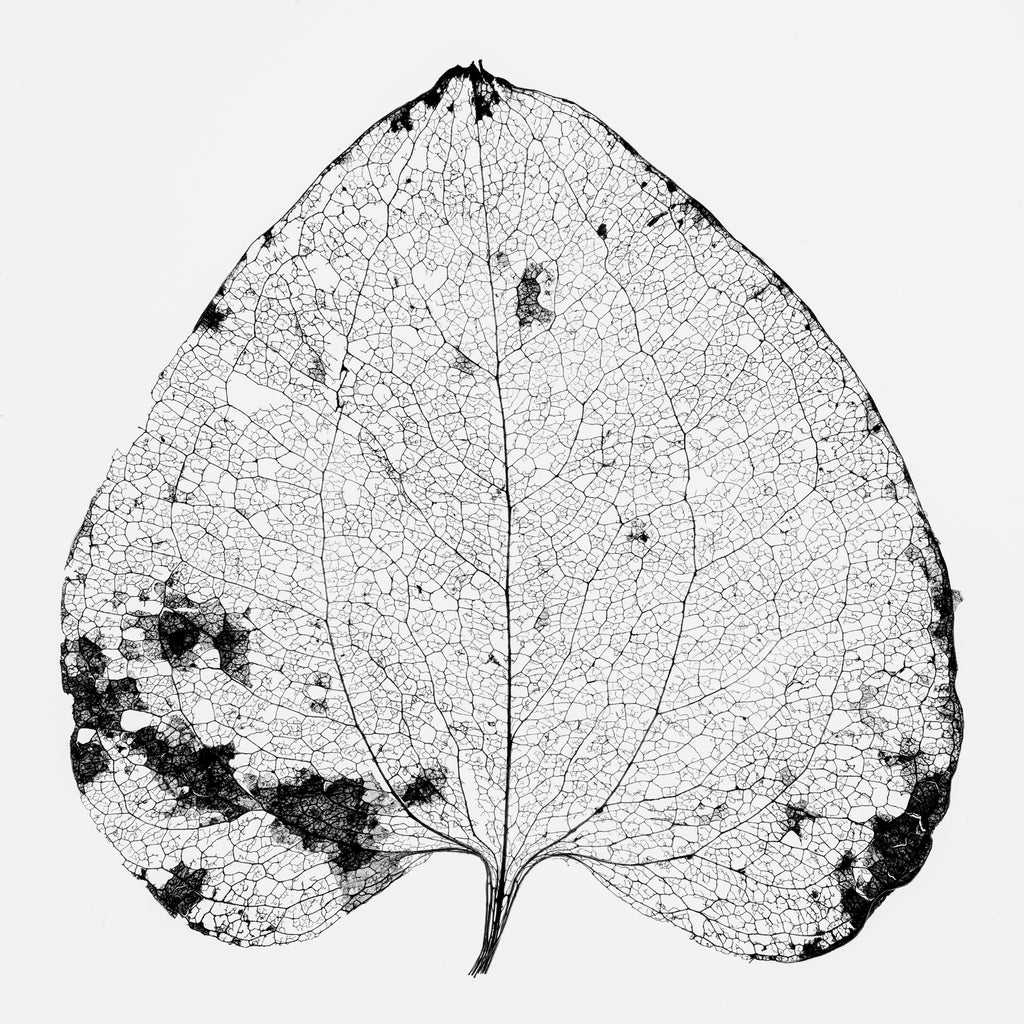 Keith Dotson announces a new leaf skeleton macro photograph