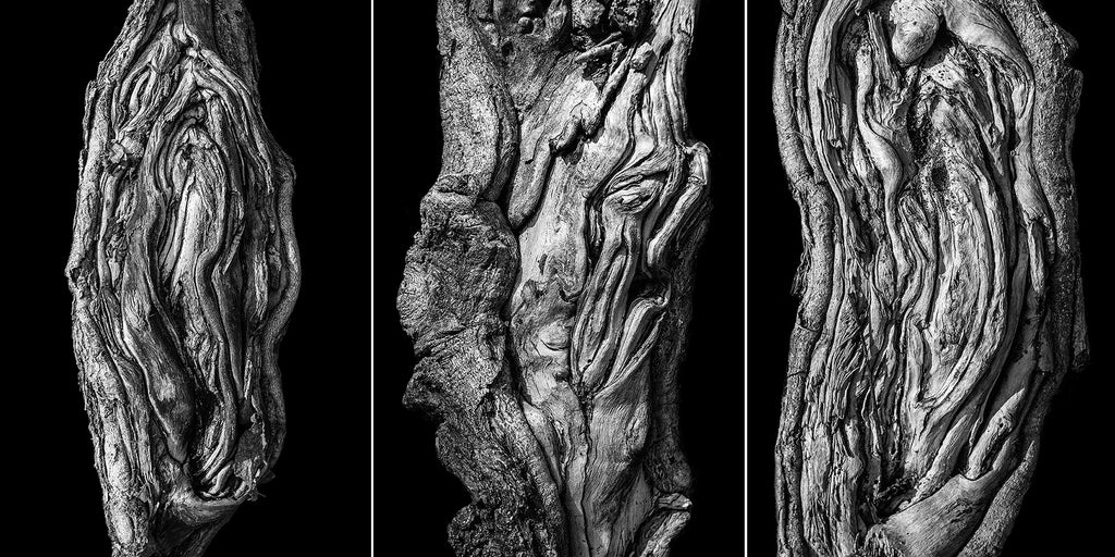 New Photographs: Set of Three Textured, Twisted Tree Roots