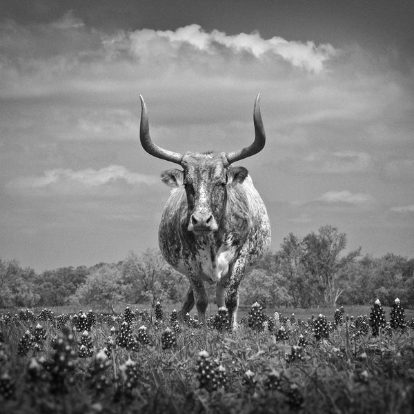 Black and white photograph of an aging Texas Longhorn bull in a field of Texas Bluebonnets