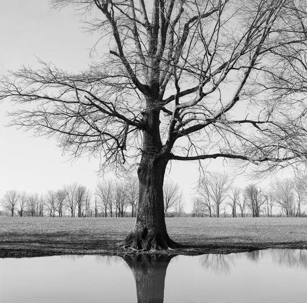 Black and white photograph of a big tree reflecting in a still pond .This photograph was shot on medium format Kodak TMAX 100 black and white film using a vintage Hasselblad camera. Film photography provides a different look than digital photography and prints will display a pleasing amount of film grain and may appear somewhat softer than modern digital images. (Square format)