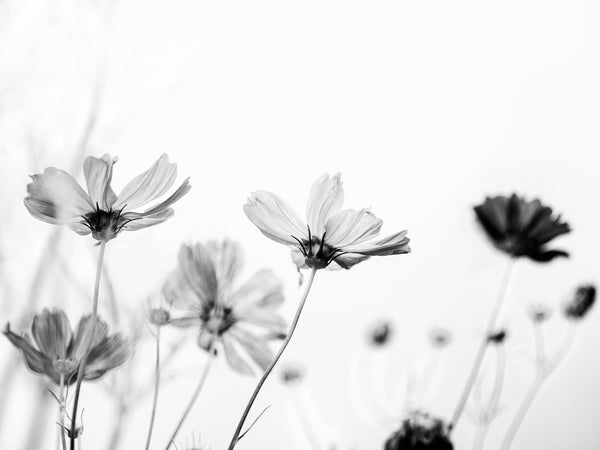 Black and white photograph of flowers in a garden on a sunny summer day.