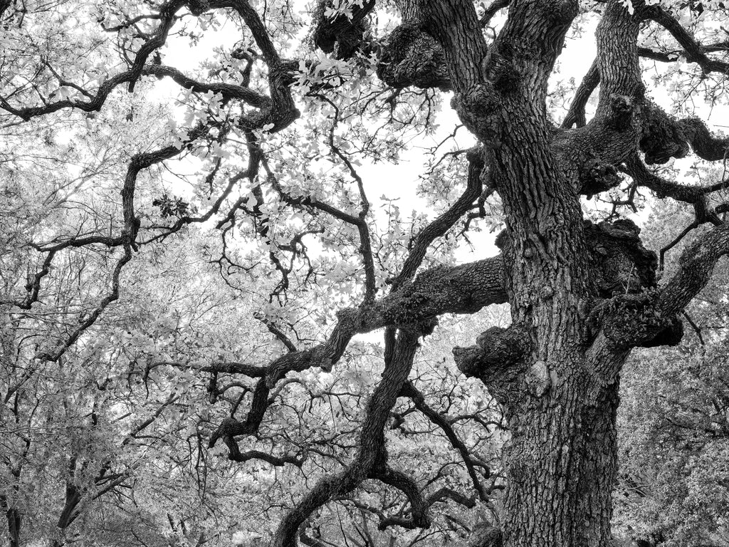 Black and white photograph of a large gnarly oak tree in Houston's beautiful Hermann Park.