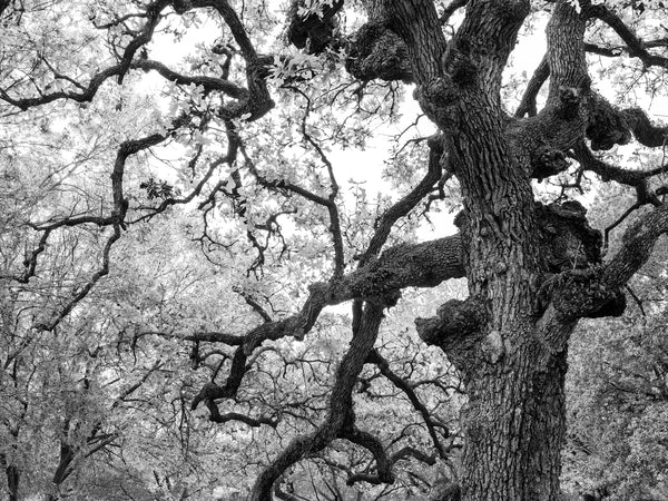 Black and white photograph of a large gnarly oak tree in Houston's beautiful Hermann Park.
