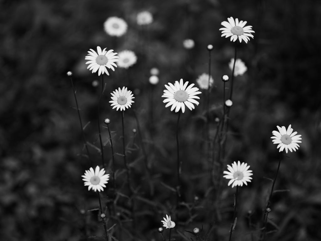 Black and white photograph of daisies growing in a shady patch near the edge of a forest.