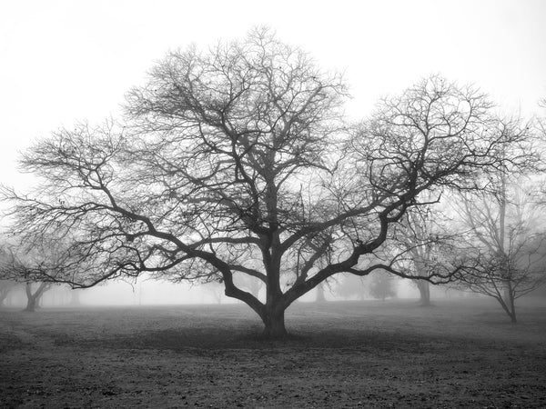 Black and white landscape photograph of a tree with widespread branches cloaked in a dense morning fog.