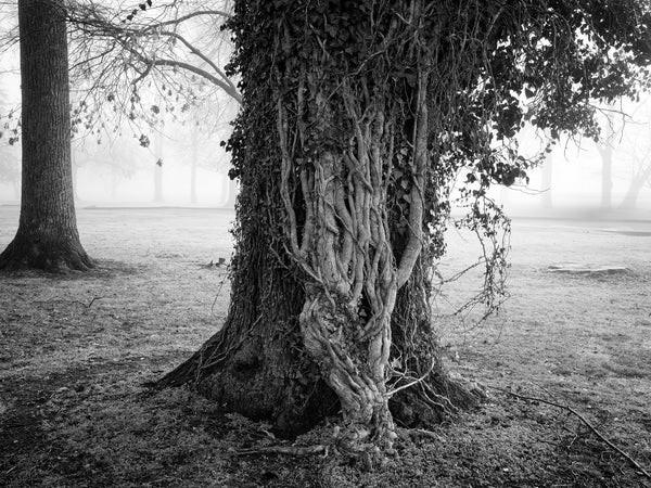 Black and white landscape photograph of a huge old tree draped in ivy and big vines on a morning with dense fog.
