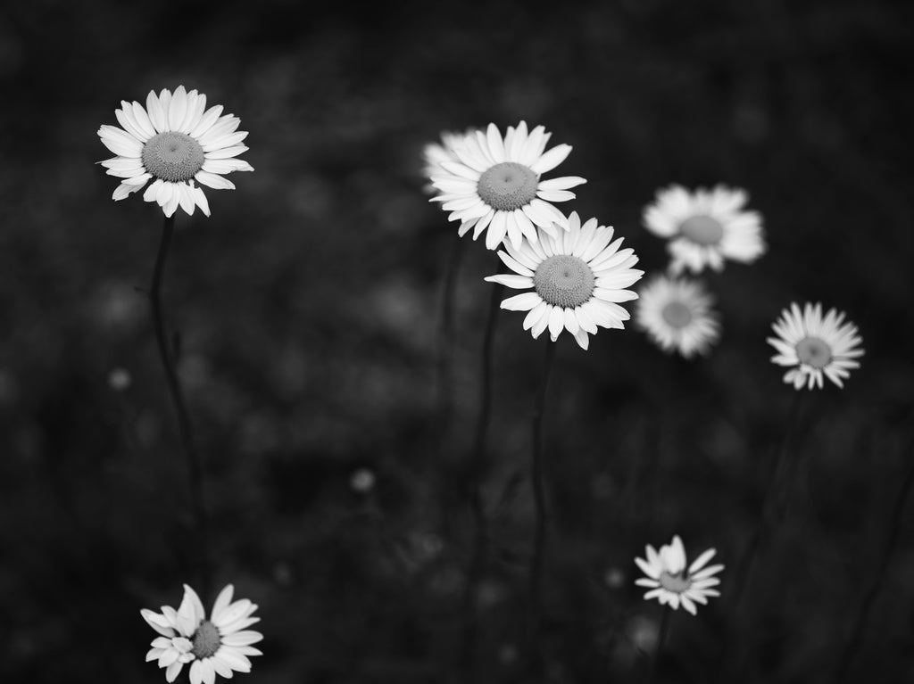 Black and white photograph of wild daisies growing in the shade of a forest.