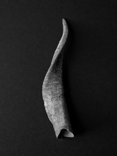 Black and white still life photograph of a weathered and textured old goat horn in dramatic natural light that emphasizes the natural twist in its shape.