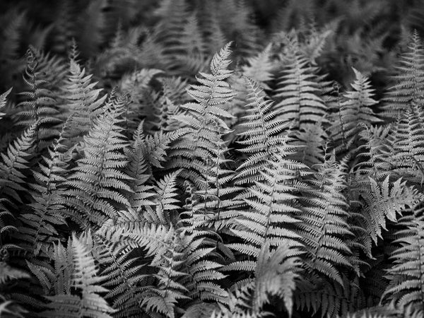 Black and white medium format photograph of summer ferns in the shade of the forest.