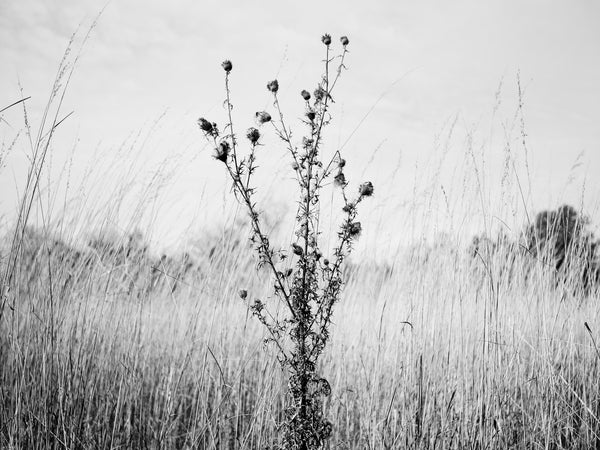 Black and white photograph of a thorny thistle bush growing in a field among very tall grass.