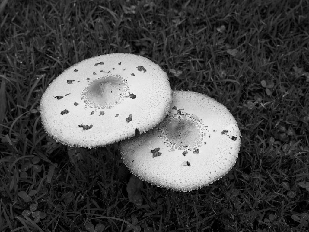 Two white mushrooms with dark speckles resting on a bed of dark green grass, shown in a black and white photograph.