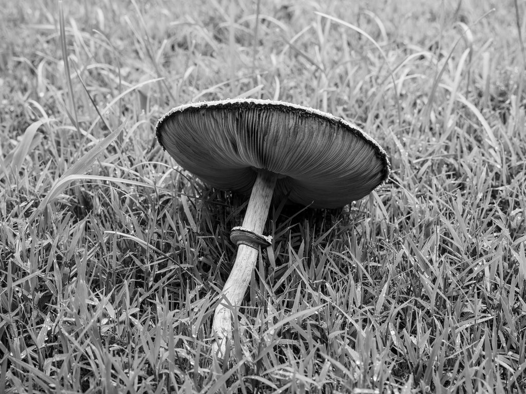 Black and white photograph of a wild mushroom found on a green field as part of a fairy ring in a field of green grass.