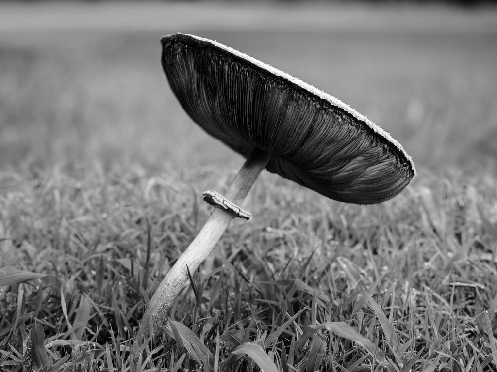 Black and white photograph of a wild toadstool leaning over to one side in a field of green grass.