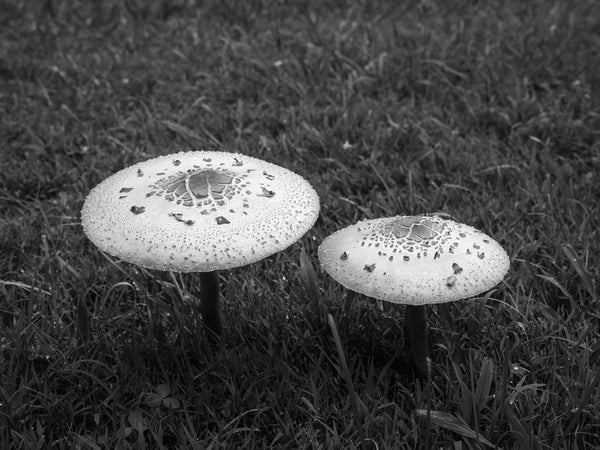 Two mushrooms standing in grass, shown in black and white with textured caps and spotted patterns.