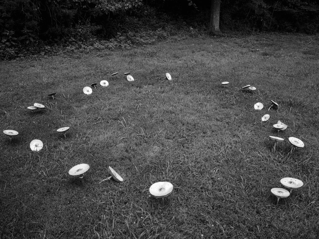 Black and white photograph of a fairy ring of mushrooms growing a field of green grass.