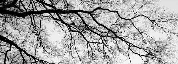 Black and white panoramic landscape photograph that emphasizes the long reach of a barren black tree winter branch.