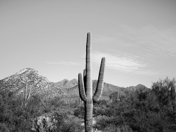 Black and white photograph of a tall saguaro cactus in the rugged mountain desert of southern Arizona.