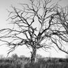 Barren Prairie Tree – Original Gelatin Silver Darkroom Photograph