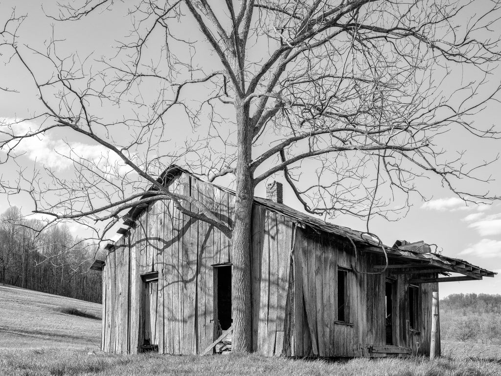 Black and white photograph of an old wooden house standing abandoned next to a tall tree in the hills of the rural American South.