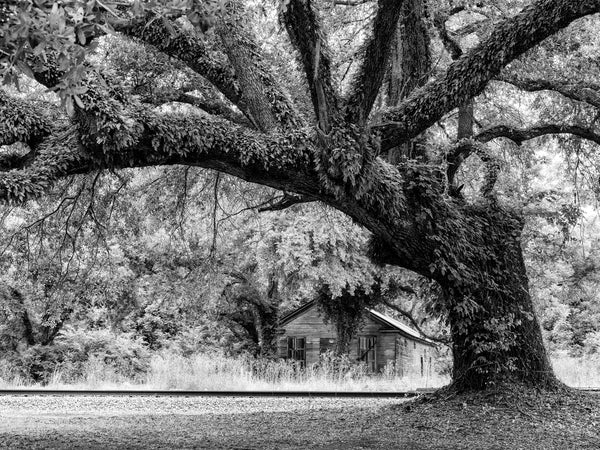 Black and white photograph of a huge old southern oak tree covered with resurrection ferns with railroad tracks and an abandoned wooden store or warehouse in the background.