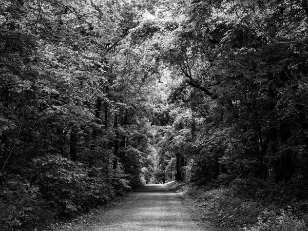 Black and white landscape photograph of a country road dappled with sunlight leading into the forest.