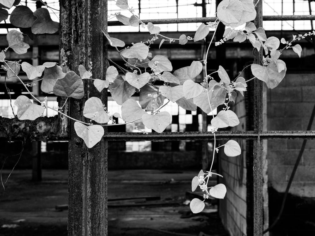 Black and white photograph of vines growing through the broken windows of the abandoned old U.S. Pipe Factory in Chattanooga, Tennessee.