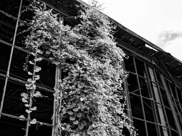 Cascade of Vines Growing on Windows of an Abandoned Factory - Black and White Photograph (DSF7804X)