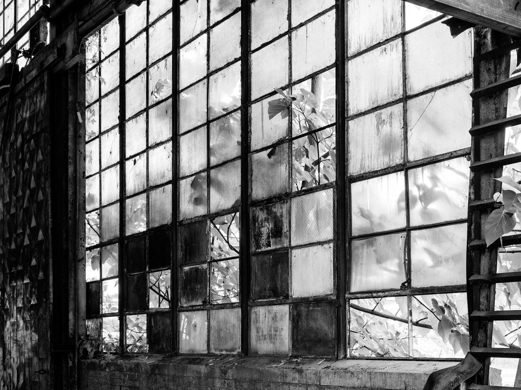 Black and white photograph of plants seen through the broken windows of the abandoned old U.S. Pipe Factory in Chattanooga, Tennessee.