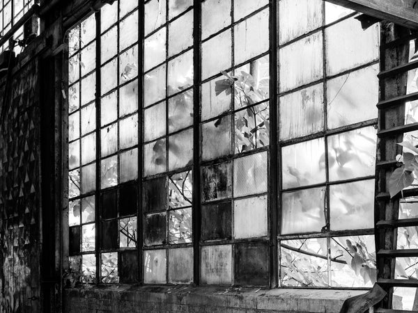 Black and white photograph of plants seen through the broken windows of the abandoned old U.S. Pipe Factory in Chattanooga, Tennessee.