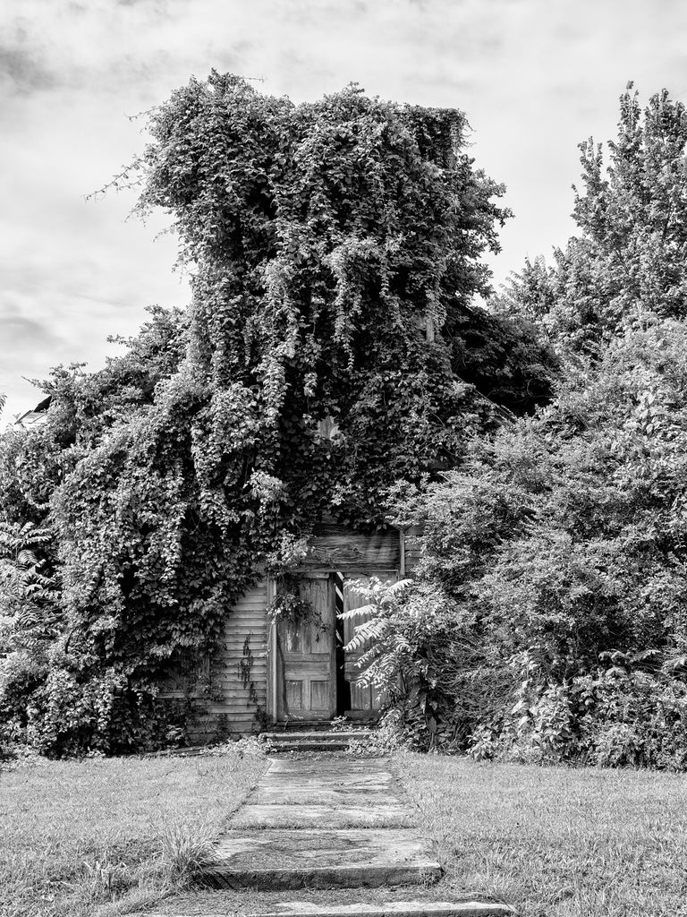 Black and white medium format photograph of the ruins of an old wooden Methodist Church overgrown with ivy in a small town of Adams, Tennessee.