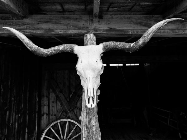 Black and white photograph of a longhorn cow skull hanging from the porch post of a wooden shed in South Dakota.