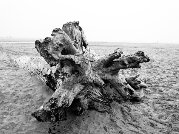 Black and white photograph of the textures of a huge driftwood tree on the sand at Cannon Beach, Oregon.