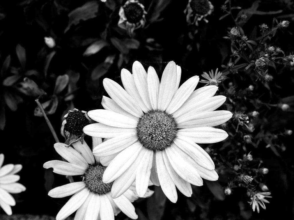 Black and white photograph of late summer flowers growing along a public street in Cannon Beach, Oregon.