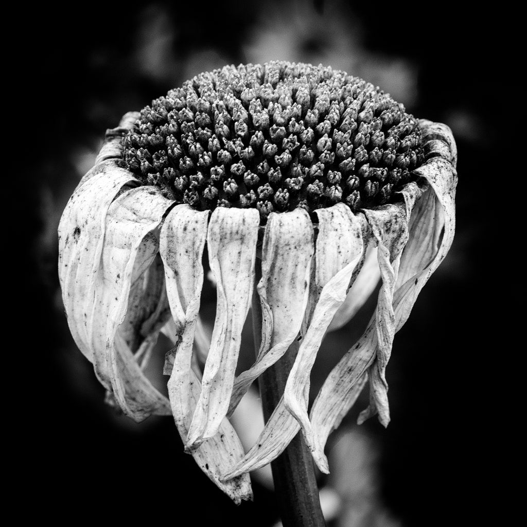 Black and white photograph of a flower blossom past its prime found in a garden in Cannon Beach, Oregon in late summer. (Square format)