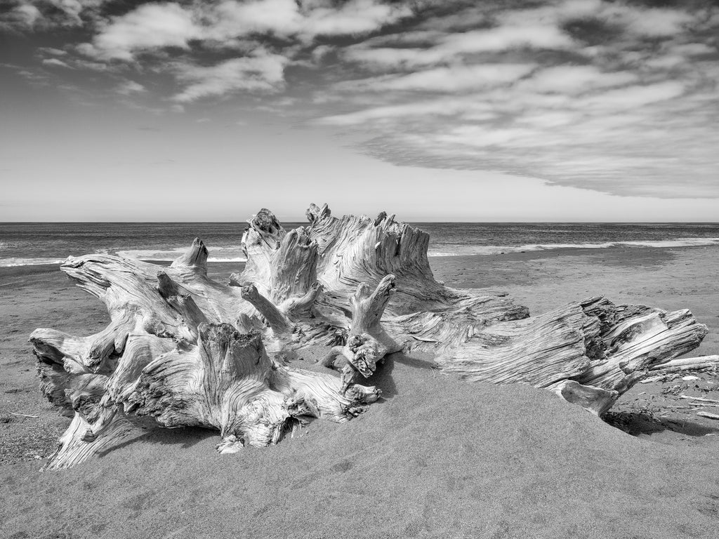 Black and white photograph of magnificent driftwood tree trunk lodged in a sand dune on the California coast.