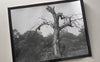 Limited edition black and white darkroom print of Keith Dotson's photograph of a gnarly old tree in the Texas Hill Country.


This is an original handmade darkroom print by Keith Dotson made on Ilford Classic Glossy gelatin silver fiber-based paper. The unframed print comes to you sealed in a photo-safe plastic sleeve for protection, unmounted and unframed. Edition of eight, plus two artist proofs.