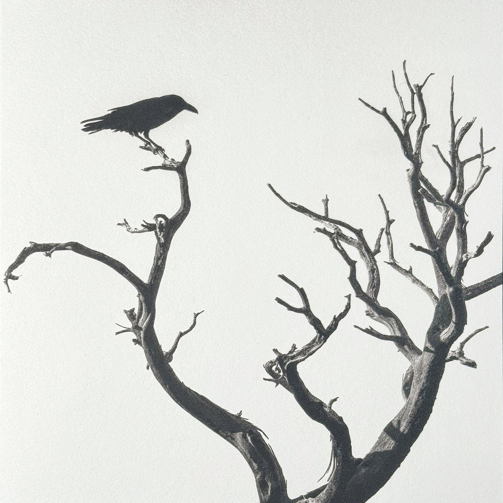 One-of-a-kind, handmade platinum/palladium print showing a raven perched on the branch of a dead tree in the Guadalupe Mountains of West Texas. Limited to an edition of 8 plus two artist proofs, the price will increase with each sale. Each print of the edition will be a unique, handmade print that may vary slightly from the first print shown here. Because of the handmade nature of the printing process, every print — even those made from the identical negative — is unique.