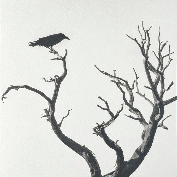 One-of-a-kind, handmade platinum/palladium print showing a raven perched on the branch of a dead tree in the Guadalupe Mountains of West Texas. Limited to an edition of 8 plus two artist proofs, the price will increase with each sale. Each print of the edition will be a unique, handmade print that may vary slightly from the first print shown here. Because of the handmade nature of the printing process, every print — even those made from the identical negative — is unique.