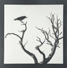 One-of-a-kind, handmade platinum/palladium print showing a raven perched on the branch of a dead tree in the Guadalupe Mountains of West Texas. Limited to an edition of 8 plus two artist proofs, the price will increase with each sale. Each print of the edition will be a unique, handmade print that may vary slightly from the first print shown here. Because of the handmade nature of the printing process, every print — even those made from the identical negative — is unique.