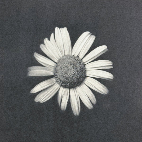 One-of-a-kind, handmade platinum/palladium print of a beautiful white flower blossom. Limited to an edition of 8 at this size plus two artist proofs, the price will increase with each sale.

Each print of the edition will be a unique, handmade print that may vary slightly from the first print shown here. Because of the handmade nature of the printing process, every print — even those made from the identical negative — is unique.