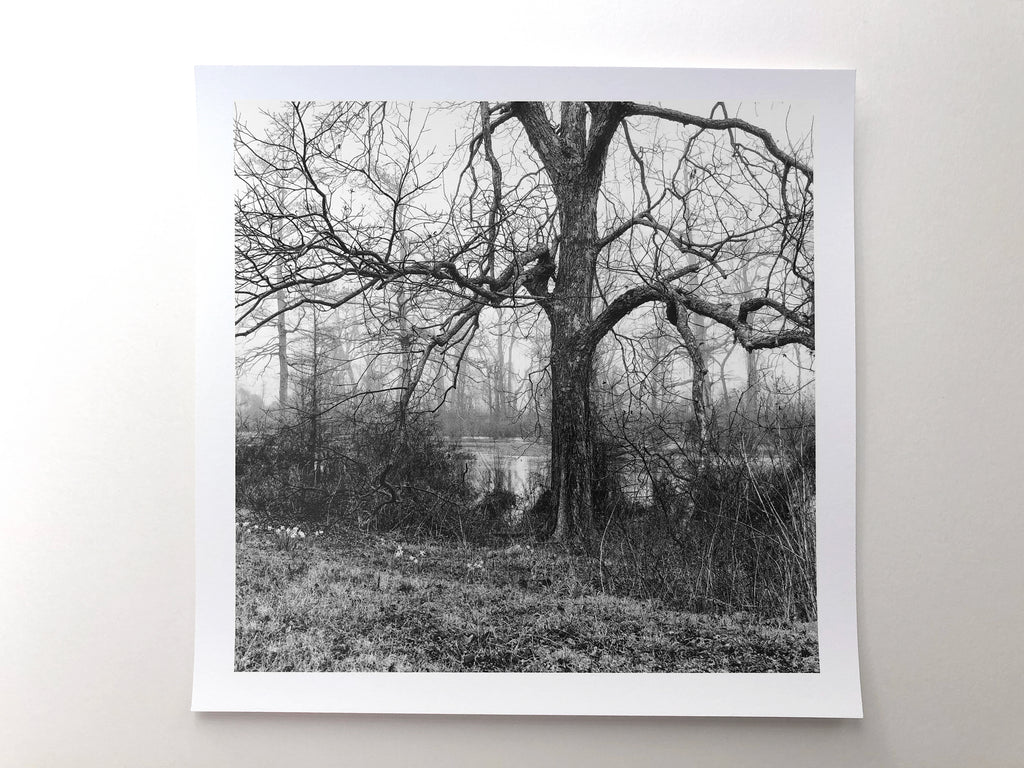 YouTube Sample Photographic Print: Mississippi Delta Landscape in Fog